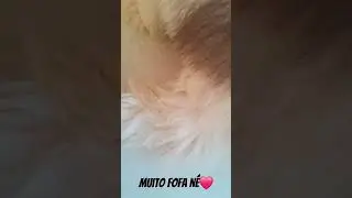 #filhotedecachorro #filhotedegato #reborn #c&atilde;o