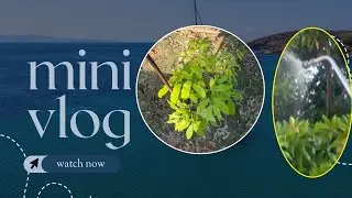 Spraying home plants||  gardening || #agriculturelife #farming #kisaan #viral  #plants #homeplants