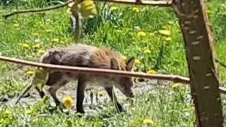 22.04.2020 Staupe und R&auml;ude am Fuchs; 17 Sek.