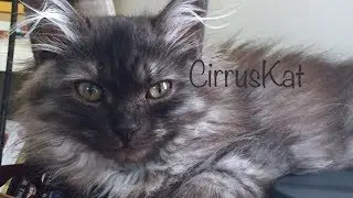 Baby Siberian Forest Cat &mdash; First Moments exploring my new home!