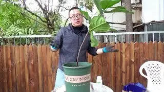 新居里放一盆这种花，腔调瞬间上升 【坤哥玩花卉】