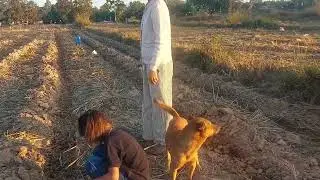 ตื่นแต่เช้าช่วยกันปลูกข้าวโพดไม่มีอะไรทำ