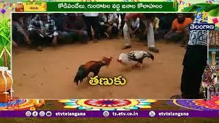 Second Day of Sankranti | Cock Fight Festival in West Godavari | రెండో రోజు కోడిపందేల జాతర