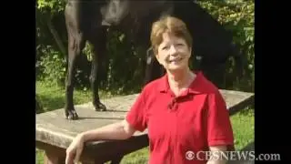 CBS News The Feed - Dog and deer friendship