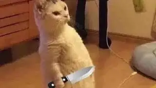 Amazing cat & dog funny video 🤣🥰 # trading # funny # 
