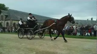 Défilés d'attelage du Spécial Cob Normand 2011