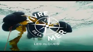Vivre de la mer: Les algues