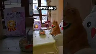 Chef Kitty Makes the World&rsquo;s Stinkiest Tofu! 🐱🤢