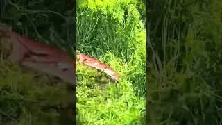 A long, sharp sickle to make cutting grass easier #shorts