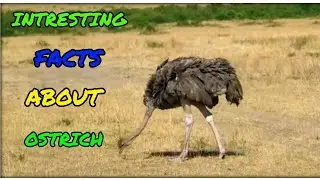 5 INTERESTING FACTS ABOUT OSTRICHES