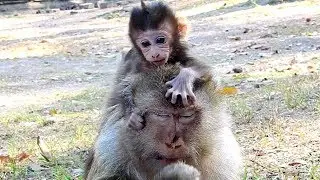 What's Beautiful Baby Baron Monkey Like this! Baron Strange From Other Baby Monkeys!