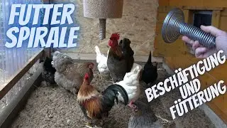 Hühner Tipp 9 -  Futterspirale für Hühner   Beschäftigung und Fütterung   chicken toys
