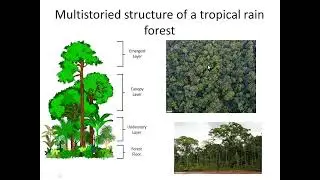 Successful regeneration in a forest depends upon judicious choice of a silvicultural system. Comment
