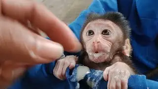 0mg.. baby monkey libi