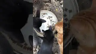 Duck ate most of the cat food then ran 🤣 #duck #cat #funny #offgrid
