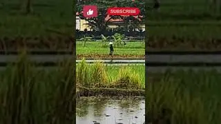 BALI RAINY SEASON # nature #ricefields #shorts