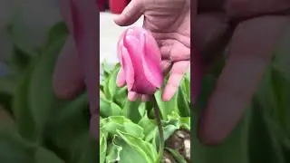 Tulips with dinosaur and multi-color leaves - mottled and variegated tulips dress up spring gardens