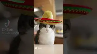 Meowl Goes to McDonalds #meowl #meme #cat #owl #soraai #ai