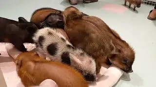 Japan's Mipig Cafe Vlog part 2 | Mipig Cafe | Animal Cafe Japan' | Teacup Pig | Micro Pig