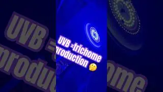 UVB for 4 hours a day. #cannabiseducation #gromies #love #frosty