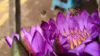 Bee's Haven Blue Water Lily Bliss