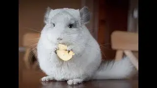 Chinchillas - Cute Furballs