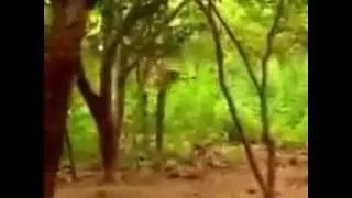 monkey is raging tiger