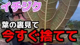 【イチジク】こうなってたら今すぐ捨てて下さい。葉っぱに異常が起きる病気について解説