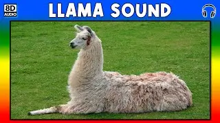 🐏 LLAMA SOUND - LLAMA SOUND EFFECT - SOUND OF LLAMA - NOISE OF LLAMA