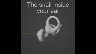 The snail inside your ear