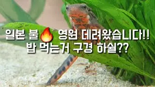 박람회에서 데려온 두번째 동물! 일본 파이어벨리 뉴트 밥먹이기!