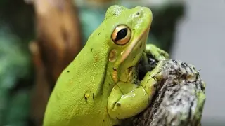 February 2017 FULL Reptile Room Tour and Update!