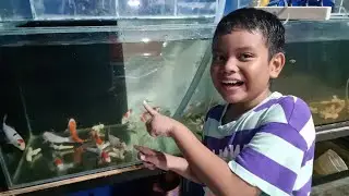 Pelihara ikan Koi di Akuarium ❤️ Zefanya Oyanio