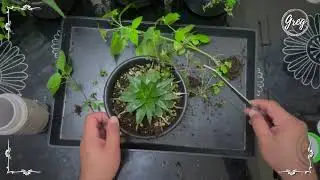 022 | Dyckia brevifolia | Weeding