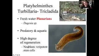 Platyhelminthes Intro & Turbellaria