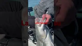 Giant Kayak Striped Bass! 😳 #shorts #bassfishing #kayak #stripedbass #catchandrelease #epic #bass