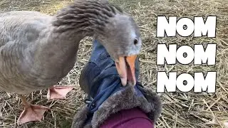 Athena the Pilgrim Goose is OBSESSED With My Boots!