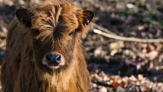 Mind-blowing Musk Ox Facts
