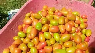 Sudah Lebih 3 bulan Masa Panen  Tomat 🍅 Petikan ke 30 x