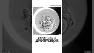 How cool is that? - Watch this incredible Embryo Timelapse #science #ivf #embryoscope