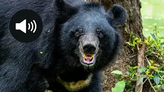 Ours noir : sons, mode de vie et faits surprenants 🐻 | Black Bear Sounds 🎧🐾