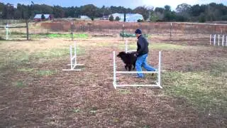 Dog Max Inc Agility Class Nov 30,2010c