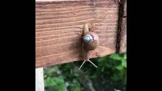 Schnecken im Garten #garten #schnecken #natur #kinder #schrebergarten #schnecke #klettern #sommer