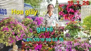 @ Ngày 16_1_2026 Nhà vườn Bình An giao lưu hoa giấy nhiều loại giá rẻ 