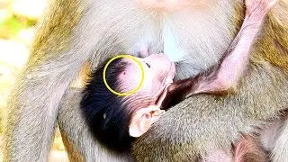 What's Happen On Barbi Head, Very Pity Barbi Baby Monkey!