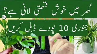 10 Best Plants Propagation in January at Home