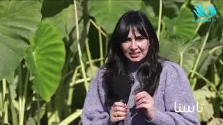 تكلفة ومجهود كبير😮.. ممدوح فانوس يكشف المتاعب التي بتواجههم أثناء زراعة #القلقاس 🔥