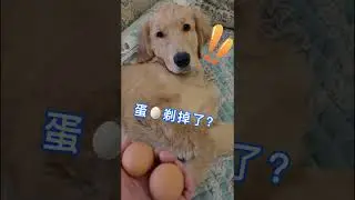 A cute, smart and kind dog - A beautiful moment in life |62 |#short
