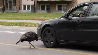 This wild turkey wanders around an Ontario neighbourhood and approaches residents