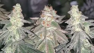 Seed To Harvest - Square1 Genetics Wedding Cake x Banana Butter Cups | AC Infinity Iongrid T22